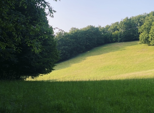 Letná lúka